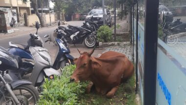 cow menace in chennai