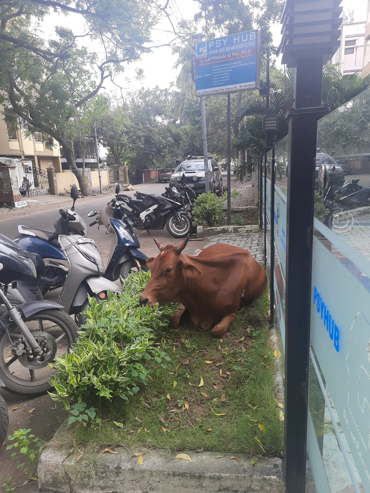 cow menace in chennai